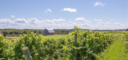 A scenic vineyard with lush green vines, a rustic barn in the background, and a clear blue sky with fluffy clouds.