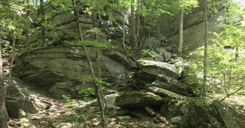 Rocky outcrop surrounded by lush green trees in a forested area. Sunlight filters through the foliage.