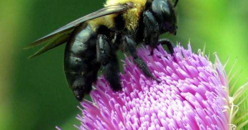 A close-up of a bumblebee perched on a vibrant purple thistle flower, surrounded by green foliage.