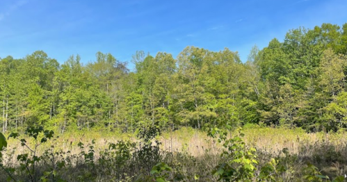 A lush green forest with a clear blue sky, featuring a mix of trees and open grassy areas.