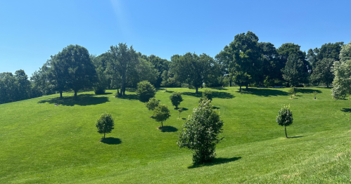 Lush green hillside with scattered trees under a clear blue sky. Sunlight casts soft shadows on the grass.