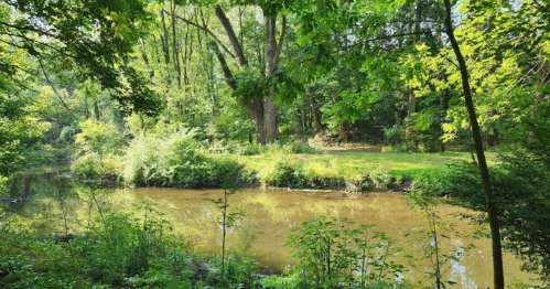 A serene riverbank surrounded by lush green trees and plants, reflecting the peacefulness of nature.