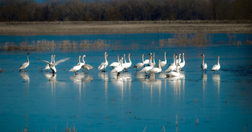 A group of white swans wading in a calm blue lake, surrounded by tall grasses and trees in the background.