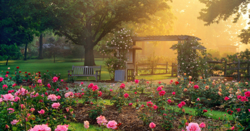 A serene garden at sunrise, featuring blooming roses and a wooden archway surrounded by lush greenery.