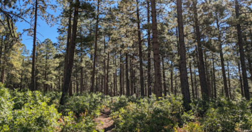 A sunlit forest path surrounded by tall pine trees and lush greenery under a clear blue sky.