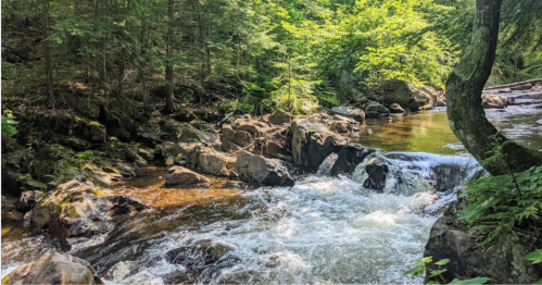 A serene river flows over rocks, surrounded by lush green trees in a peaceful forest setting.