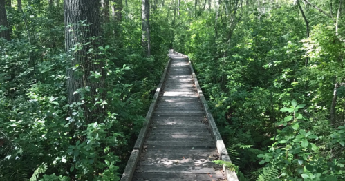 A wooden boardwalk winding through a lush green forest, surrounded by trees and dense foliage.