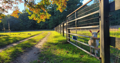 A goat peeks through a fence along a grassy path, with trees and a swing in the background.