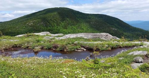 A scenic view of a green mountain with rocky terrain and a small pond surrounded by wildflowers under a blue sky.