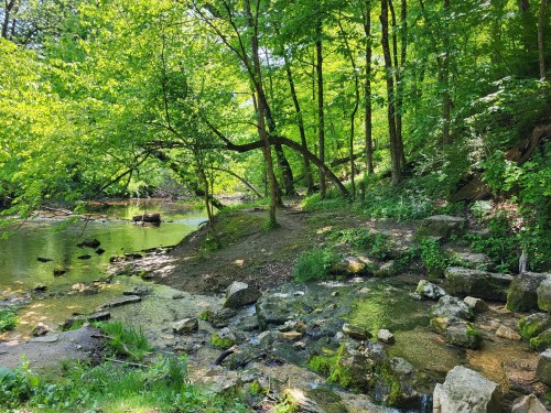 A serene forest scene with a winding stream, lush green trees, and rocky banks under bright sunlight.
