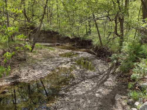 A serene forest scene featuring a dry creek bed surrounded by lush green trees and sunlight filtering through the leaves.