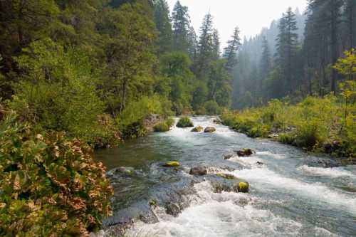 A serene river flows through a lush green forest, surrounded by trees and rocky banks under a hazy sky.