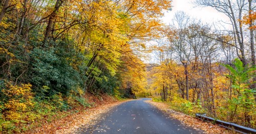 A winding road surrounded by trees with vibrant autumn leaves in shades of yellow and orange.