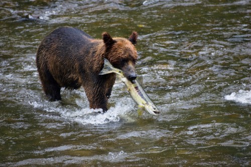 A brown bear wading through water, holding a fish in its mouth.