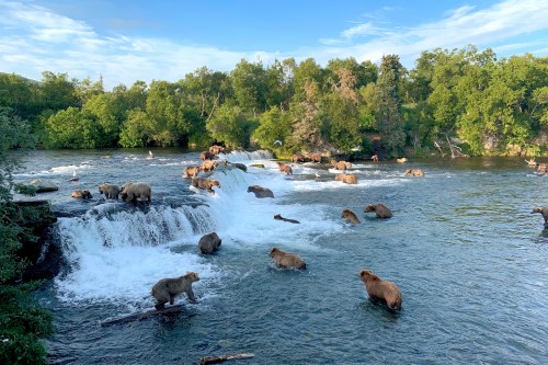 A river scene with multiple brown bears fishing near waterfalls, surrounded by lush greenery and blue skies.