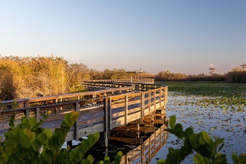 A wooden boardwalk winds through a serene wetland, surrounded by lush vegetation and calm waters under a clear sky.