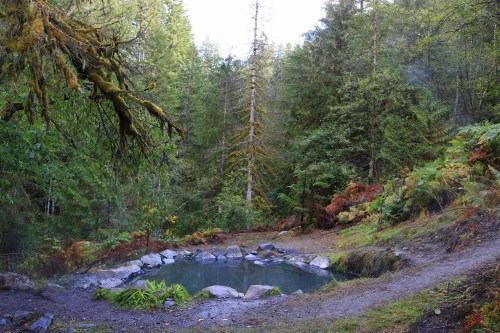 A serene natural hot spring surrounded by lush greenery and tall trees in a tranquil forest setting.