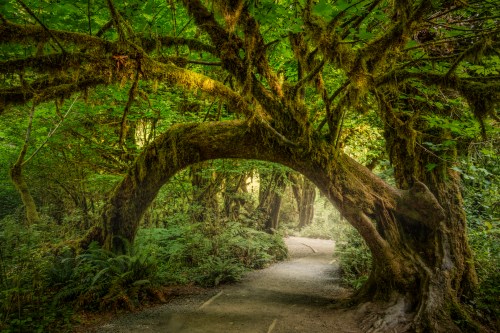A moss-covered tree arches over a winding path in a lush, green forest.