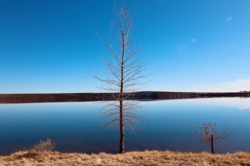 A bare tree stands by a calm lake, reflecting the clear blue sky and surrounding landscape.