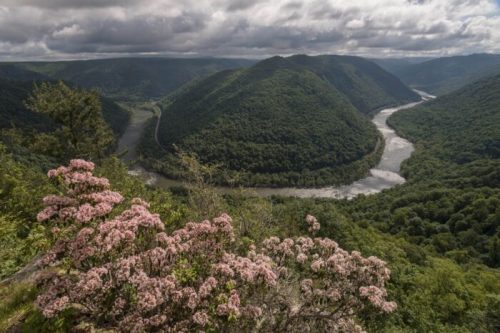 A scenic view of rolling green hills and a winding river, framed by blooming pink flowers under a cloudy sky.