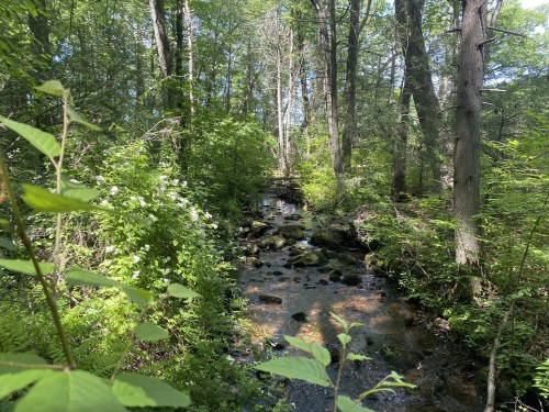 A serene forest scene featuring a small, rocky stream surrounded by lush green foliage and trees.
