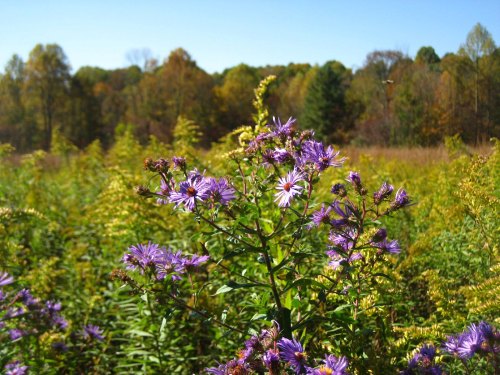 A field of purple wildflowers in the foreground with a backdrop of autumn trees and a clear blue sky.