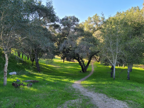 A winding dirt path through a lush green landscape with trees and sunlight filtering through the leaves.