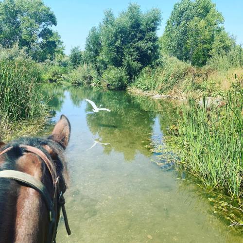 A horse's head in the foreground, overlooking a serene river with tall grasses and a white bird flying above.