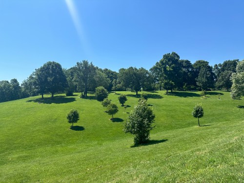 A sunny landscape featuring a lush green hill dotted with small trees under a clear blue sky.