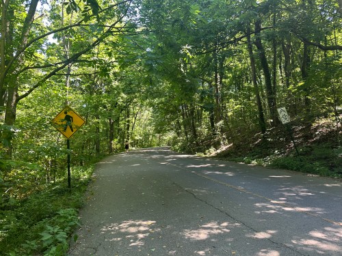 A quiet, tree-lined road with a caution sign, surrounded by lush greenery and dappled sunlight.