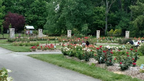 A rose garden with colorful blooms, pathways, and visitors enjoying the serene outdoor space.