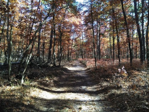 A serene forest path surrounded by trees with vibrant autumn foliage and soft sunlight filtering through the branches.