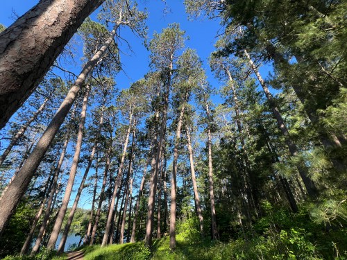 Tall trees reaching towards a clear blue sky, surrounded by lush greenery in a serene forest setting.