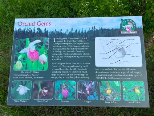 Sign about the Showy Lady's Slipper orchid, detailing its habitat, characteristics, and conservation efforts.