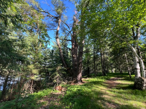 A sunlit forest path surrounded by tall trees and lush greenery, leading towards a serene lakeside.