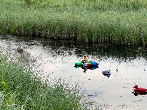A serene pond with colorful rubber ducks and a frog float among tall green grass and reflections in the water.