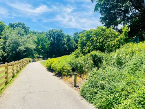 A sunny path through lush greenery, with trees and bushes lining the sides, leading into a wooded area.