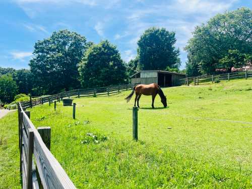 A brown horse grazes in a green field near a wooden fence and a barn under a clear blue sky.