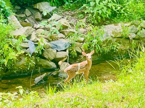 A spotted fawn stands near a stream, surrounded by lush greenery and rocks.