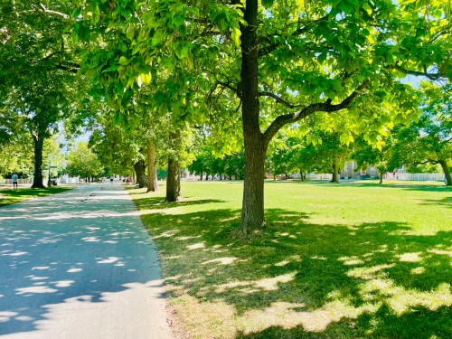 A sunny park scene with green trees lining a path and dappled sunlight on the grass.