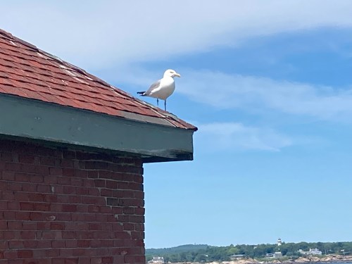 A seagull stands on the edge of a red-tiled roof against a blue sky with distant buildings in the background.