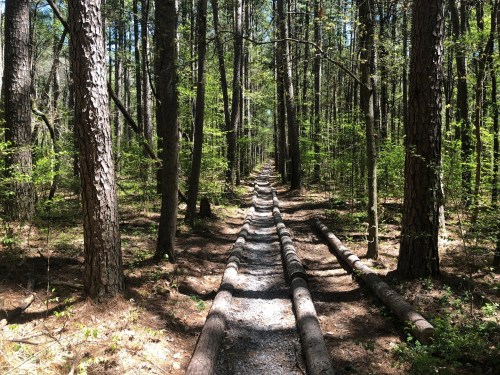 A narrow gravel path winds through a dense forest of tall trees and greenery.
