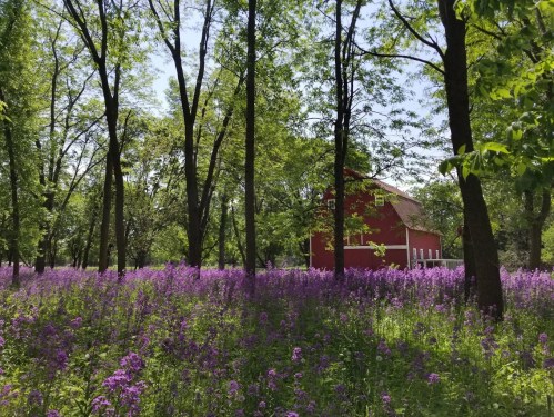 A red barn surrounded by lush green trees and a vibrant field of purple flowers under a clear blue sky.