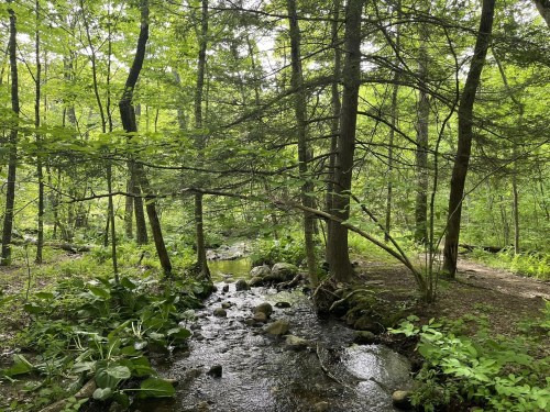 A serene forest scene with a small stream flowing through lush greenery and trees.