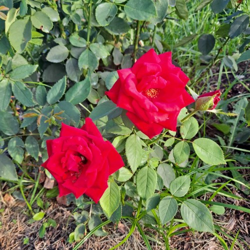 Two vibrant red roses bloom amidst lush green leaves and grass.