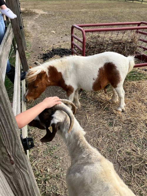 A person gently pets a goat while a pony stands nearby in a farm setting with hay and a fence.
