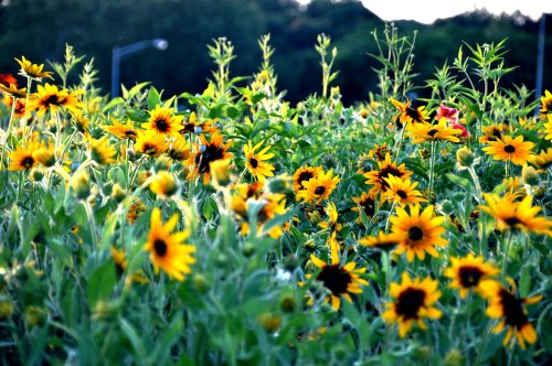 A vibrant field of sunflowers and wildflowers, with bright yellow blooms against a green backdrop.