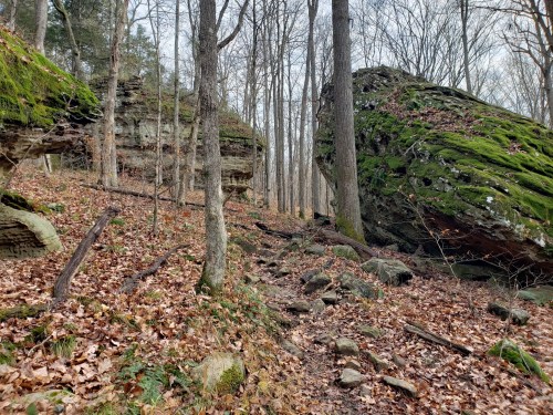 A forest scene with moss-covered rocks, bare trees, and a leaf-covered ground, creating a serene natural landscape.
