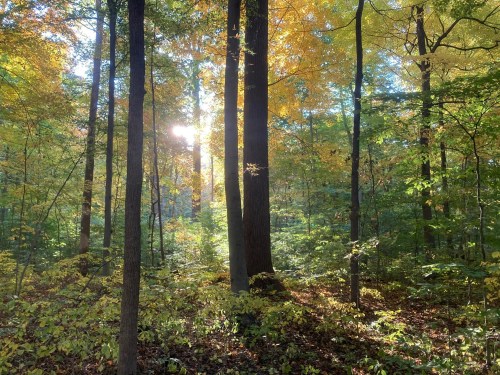 Sunlight filters through vibrant autumn leaves in a serene forest, casting a warm glow among the trees.