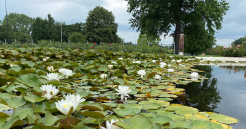 A serene pond covered with green lily pads and blooming white water lilies, surrounded by trees and a cloudy sky.